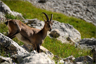 Bouquetin dans les Aravis