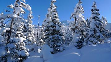 Sapins sous la neige