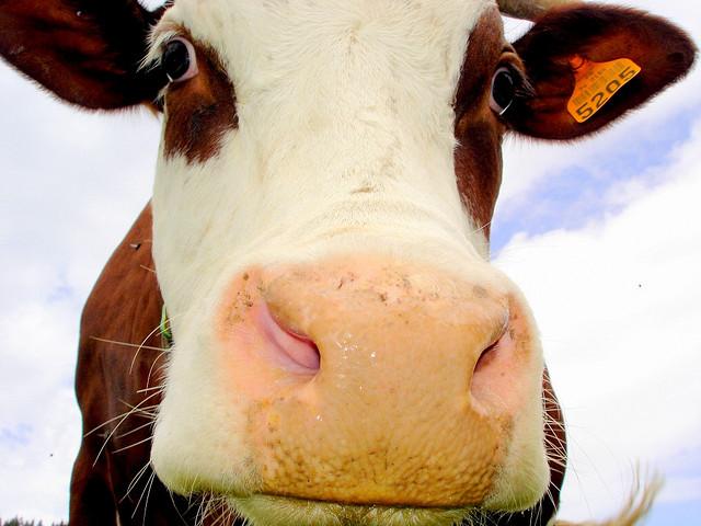 Vache Abondance, qui produit le lait nécessaire à la fabrication du beaufort, reblochon, et de l'Abondance