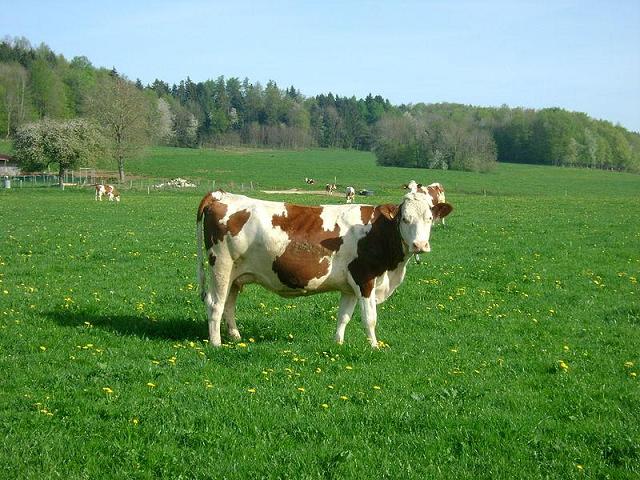 Vache Montbéliarde, dont le lait est utilisé pour fabriqué le comté et le mont d'or